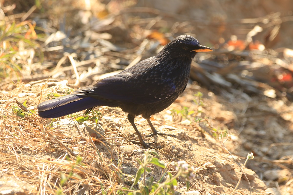 Streaked Laughingthrush - ML645877418