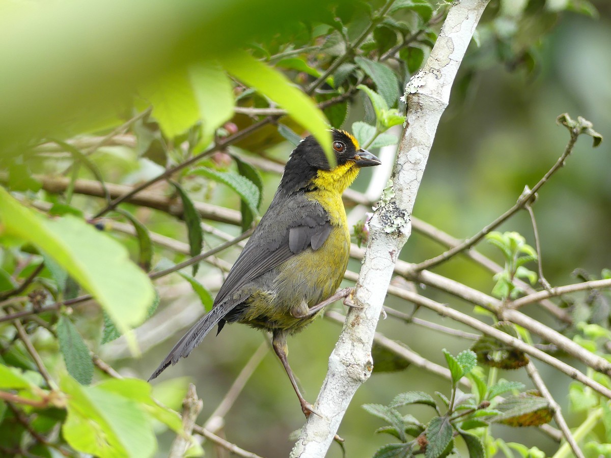 Pale-naped Brushfinch - ML645877419