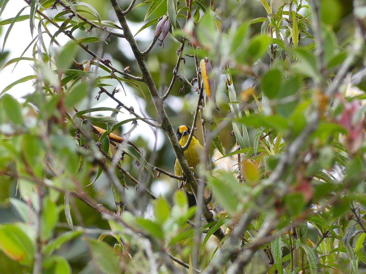 Pale-naped Brushfinch - ML645877420