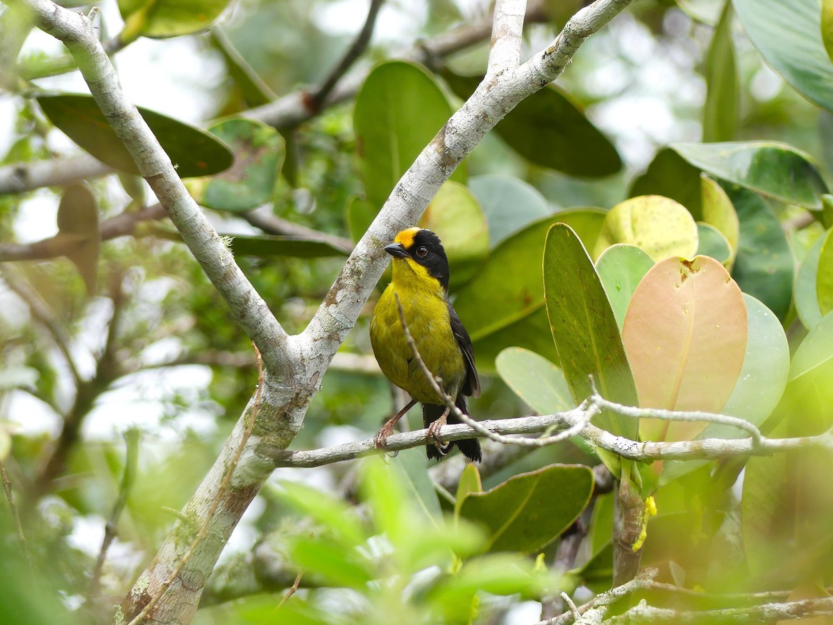 Pale-naped Brushfinch - ML645877421