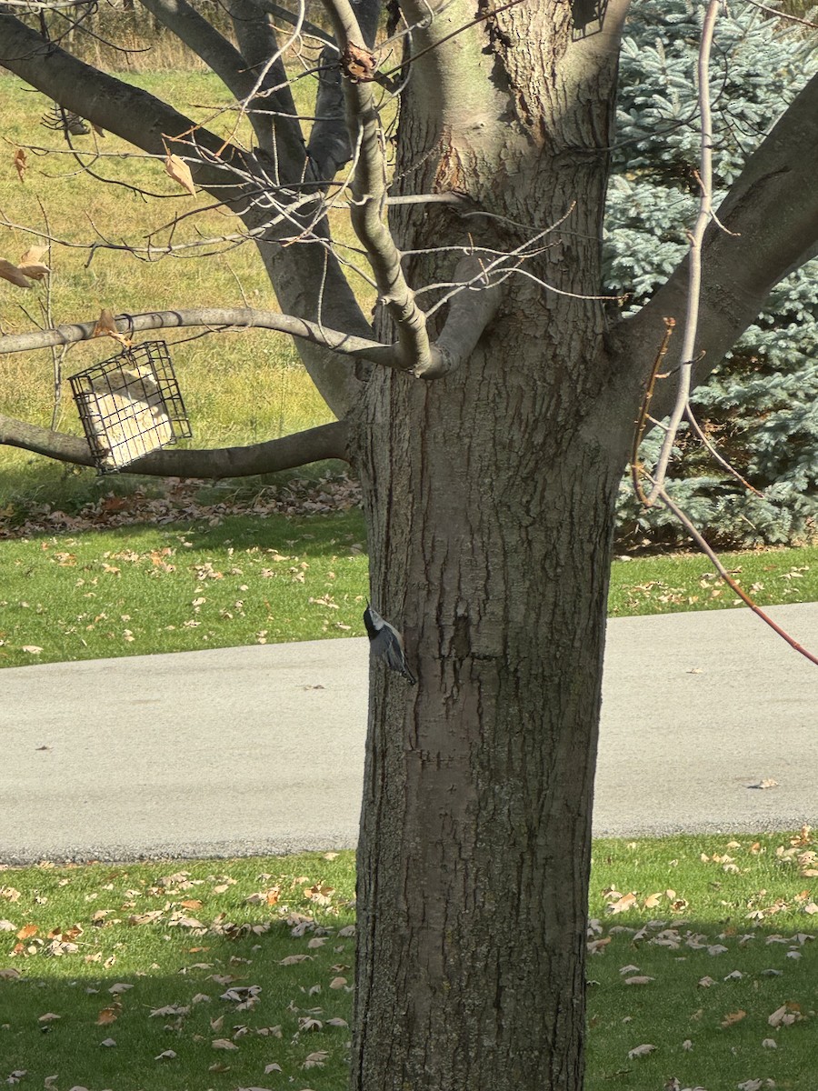 White-breasted Nuthatch - ML645877424