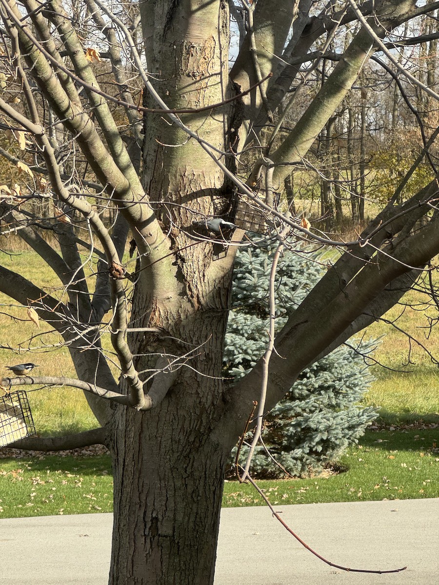 White-breasted Nuthatch - ML645877425