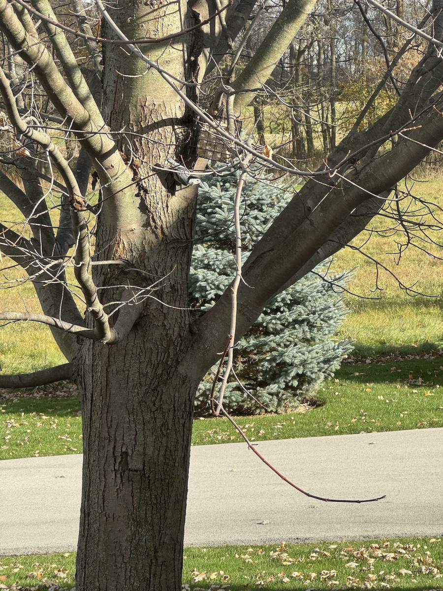 White-breasted Nuthatch - ML645877426