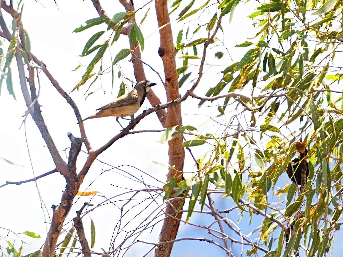Crested Bellbird - ML645877427