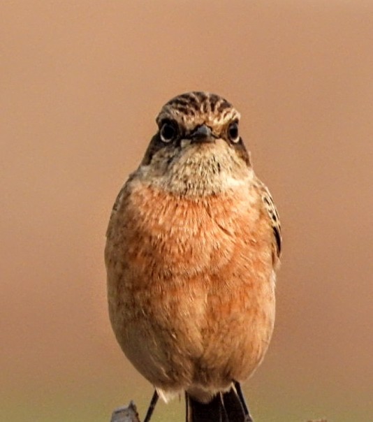 bramborníček sibiřský - ML645877432