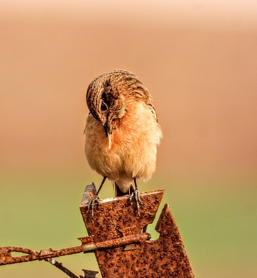 bramborníček sibiřský - ML645877433