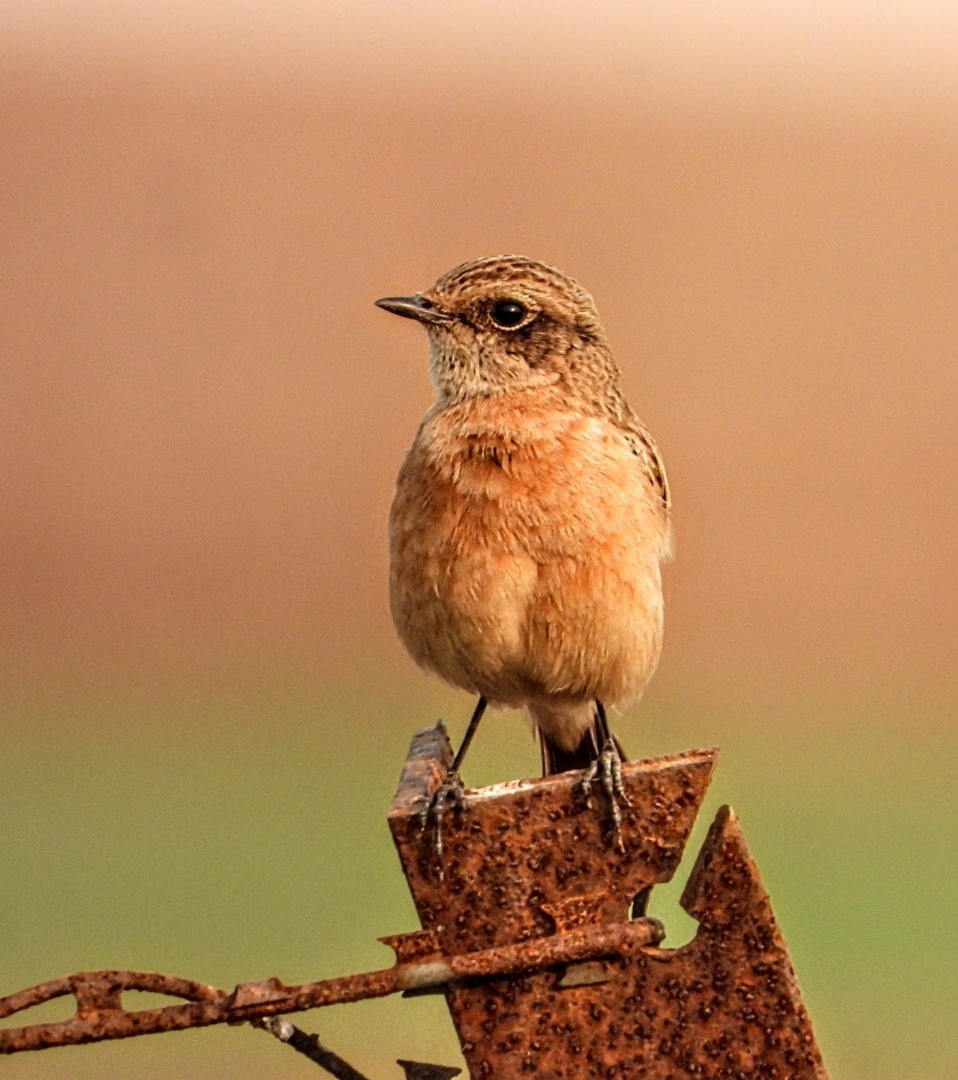 bramborníček sibiřský - ML645877434