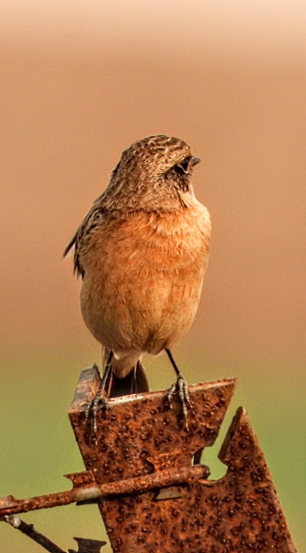 bramborníček sibiřský - ML645877435