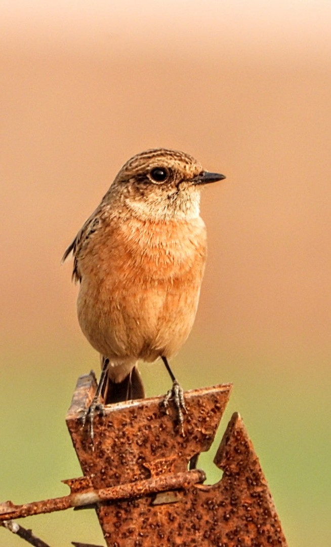 bramborníček sibiřský - ML645877436