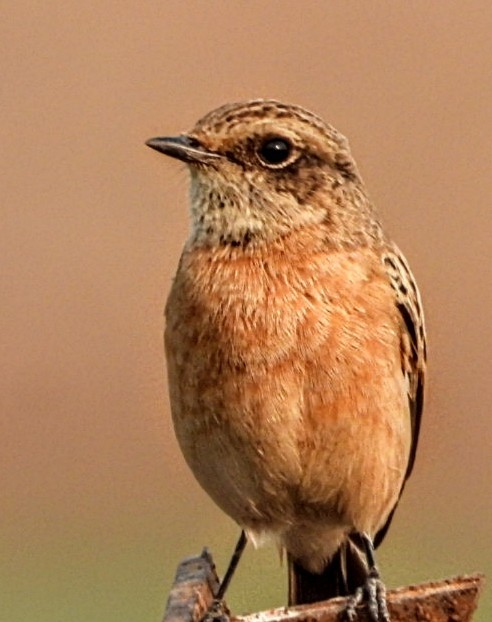 bramborníček sibiřský - ML645877437