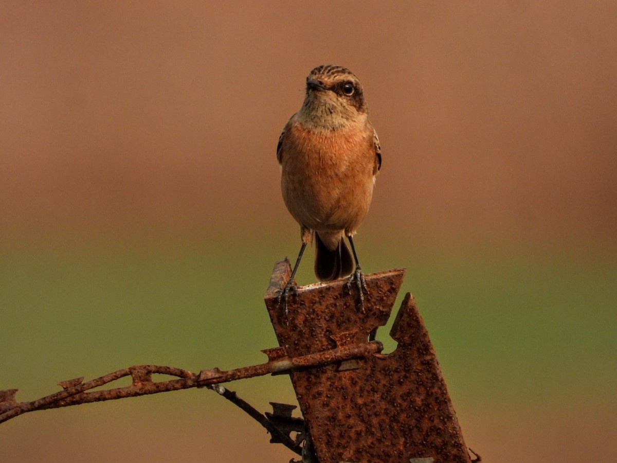 bramborníček sibiřský - ML645877438