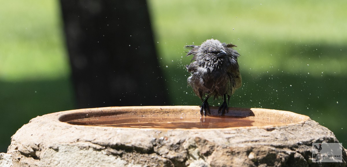 Apostlebird - ML645877440