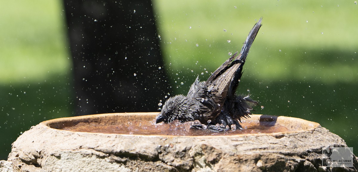 Apostlebird - ML645877441