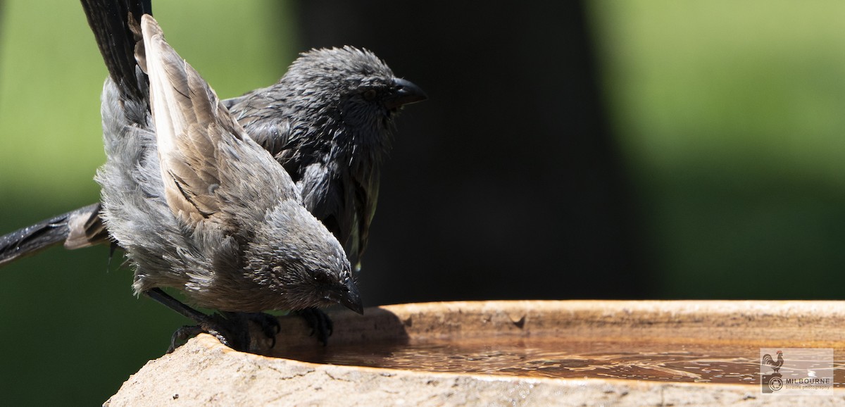 Apostlebird - ML645877442