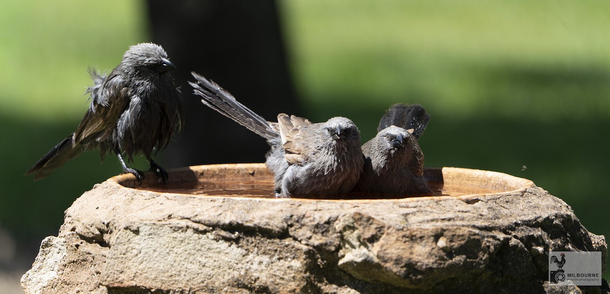 Apostlebird - ML645877443