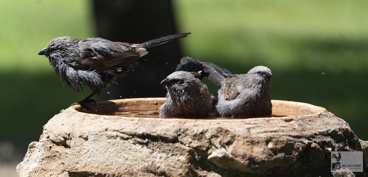 apostelfugl - ML645877444