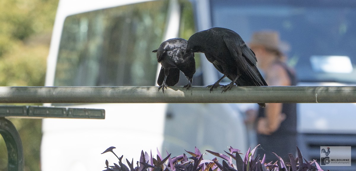 Little Raven - ML645877446