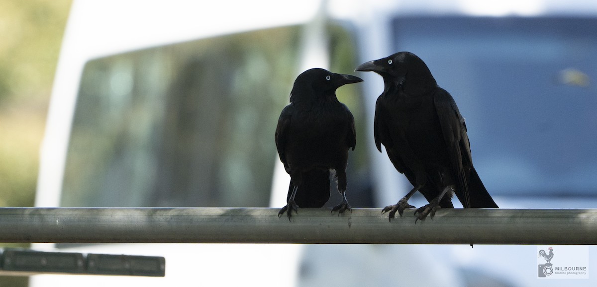 Little Raven - ML645877447