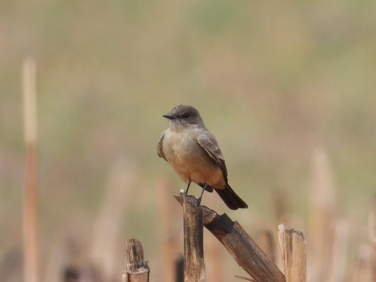 チャイロツキヒメハエトリ - ML645877461