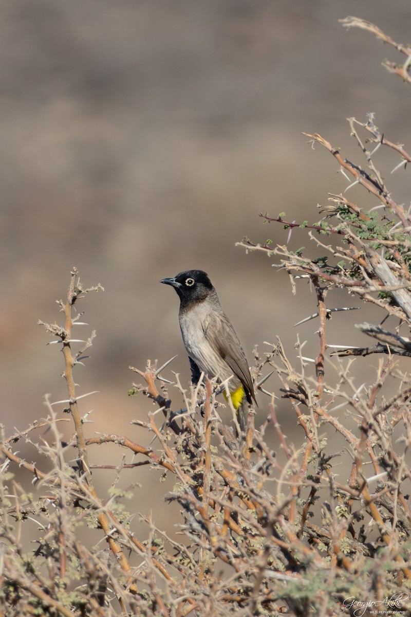 Gelbsteißbülbül - ML645877462