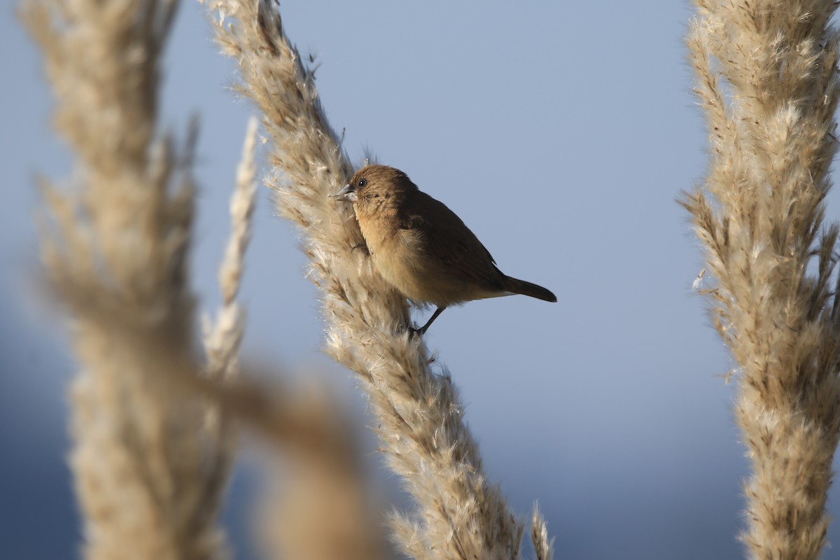 斑文鳥 - ML645877475