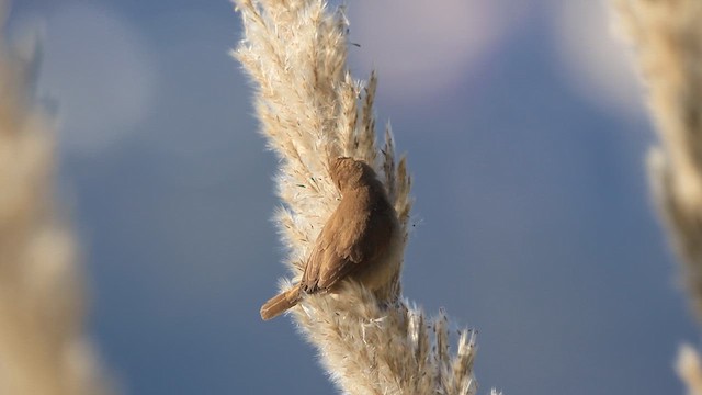 斑文鳥 - ML645877476