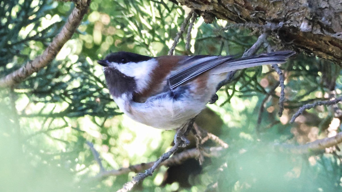 Chestnut-backed Chickadee - ML645877477