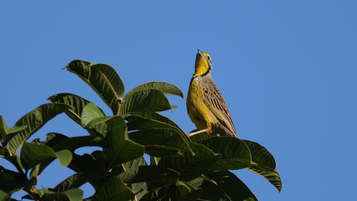 Yellow-throated Longclaw - ML645877478