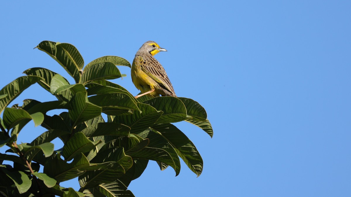Yellow-throated Longclaw - ML645877479