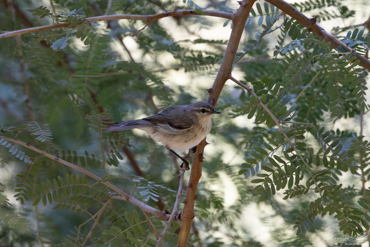 Plain Leaf Warbler - ML645877481