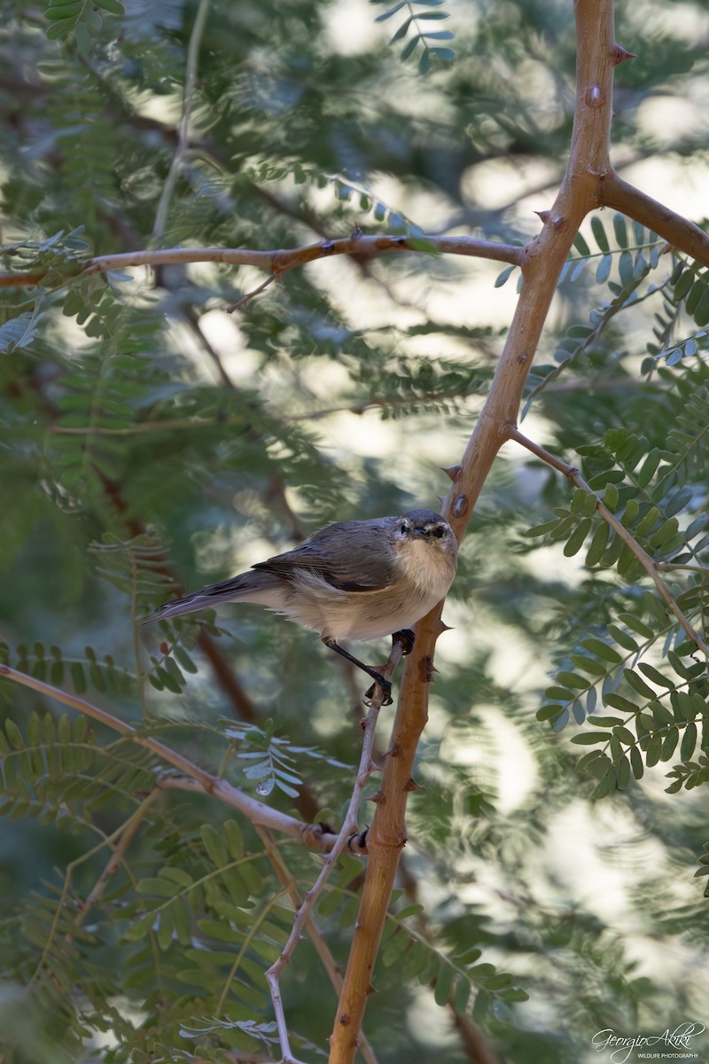 Plain Leaf Warbler - ML645877482