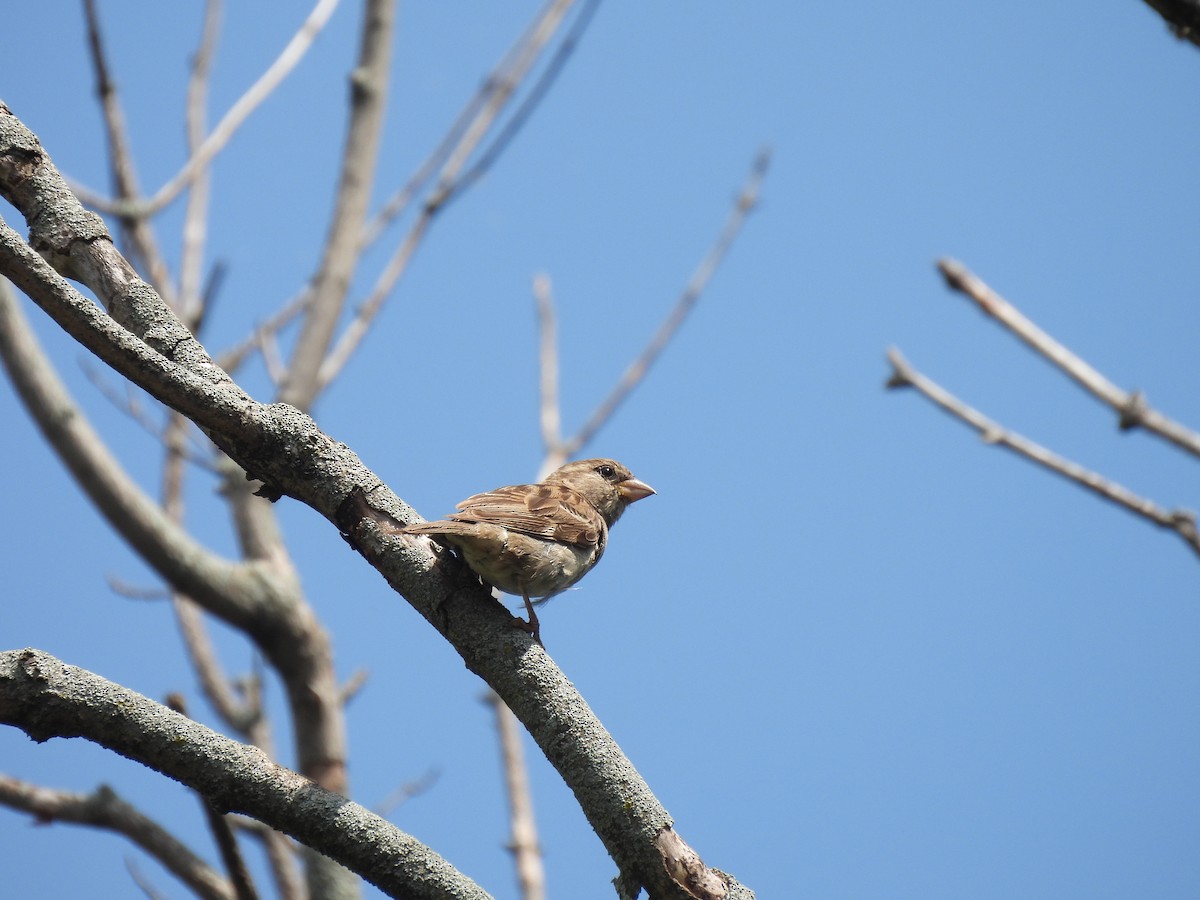 家麻雀 - ML645877483