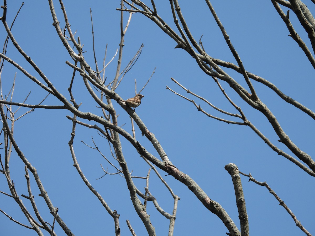 家麻雀 - ML645877484