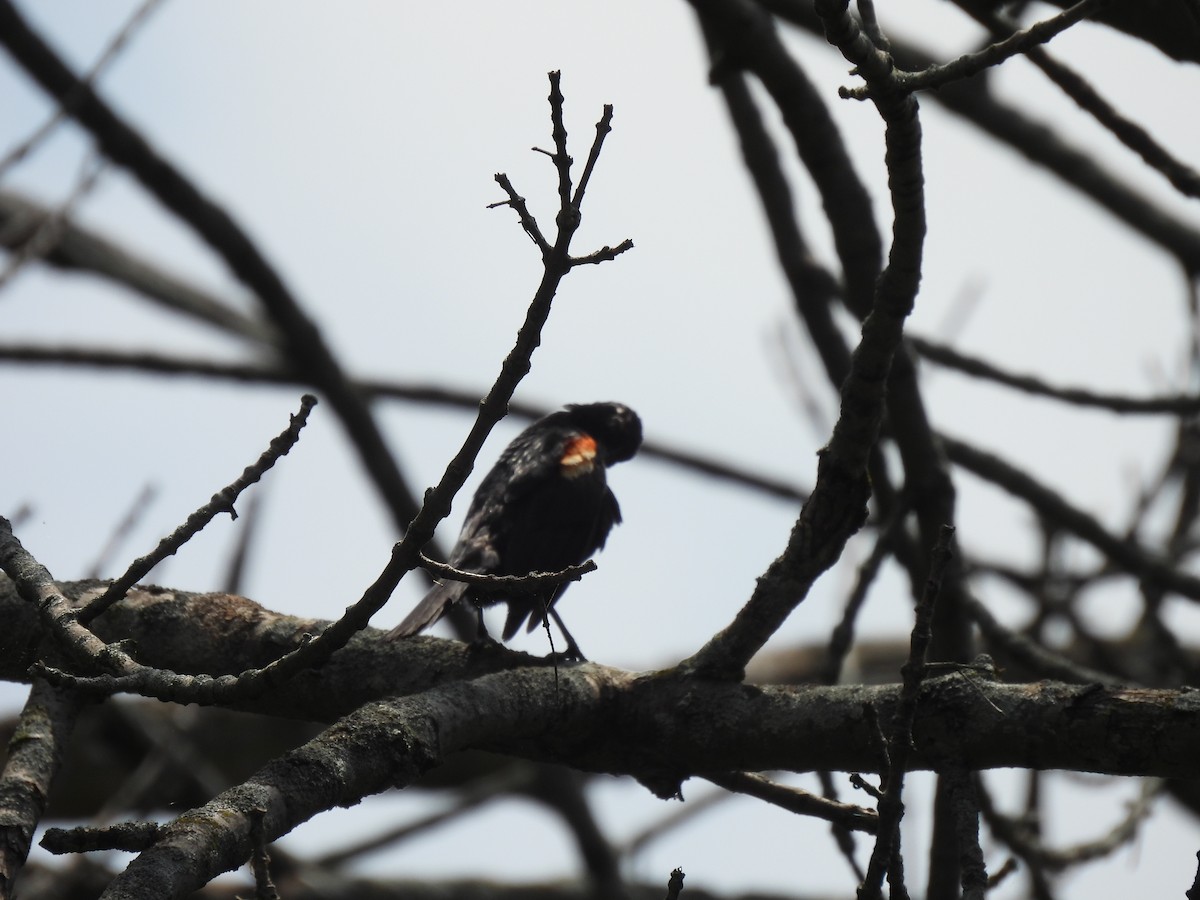 Red-winged Blackbird - ML645877485