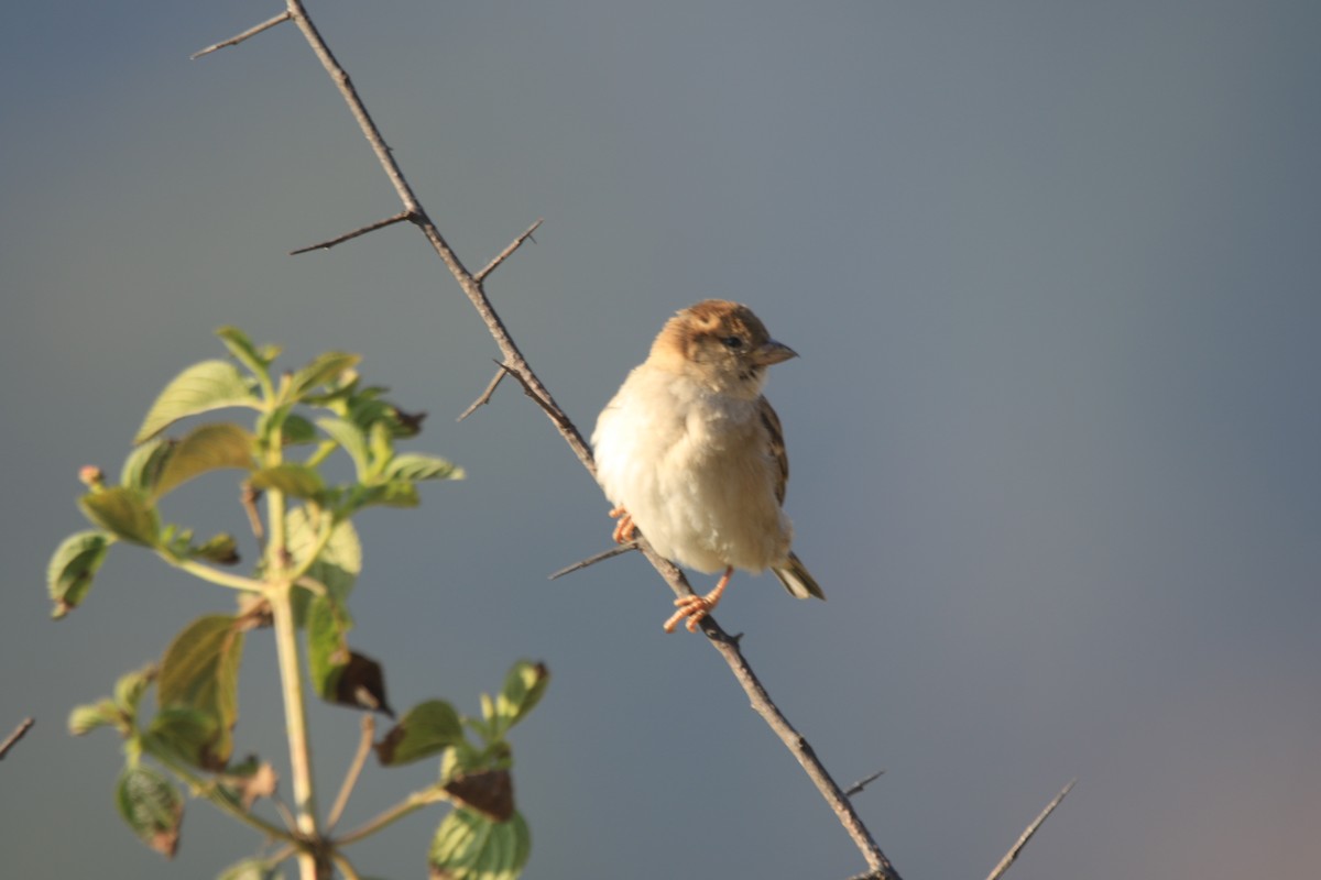 家麻雀 - ML645877487