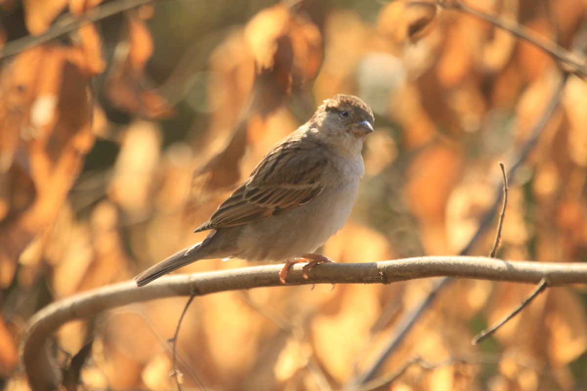 家麻雀 - ML645877488