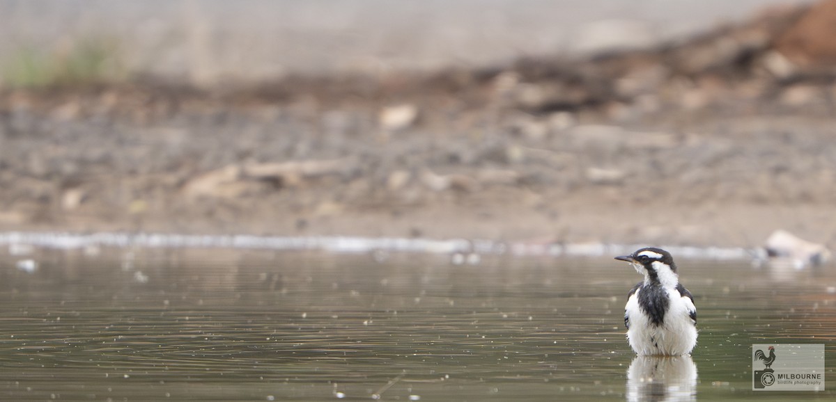 Magpie-lark - ML645877489