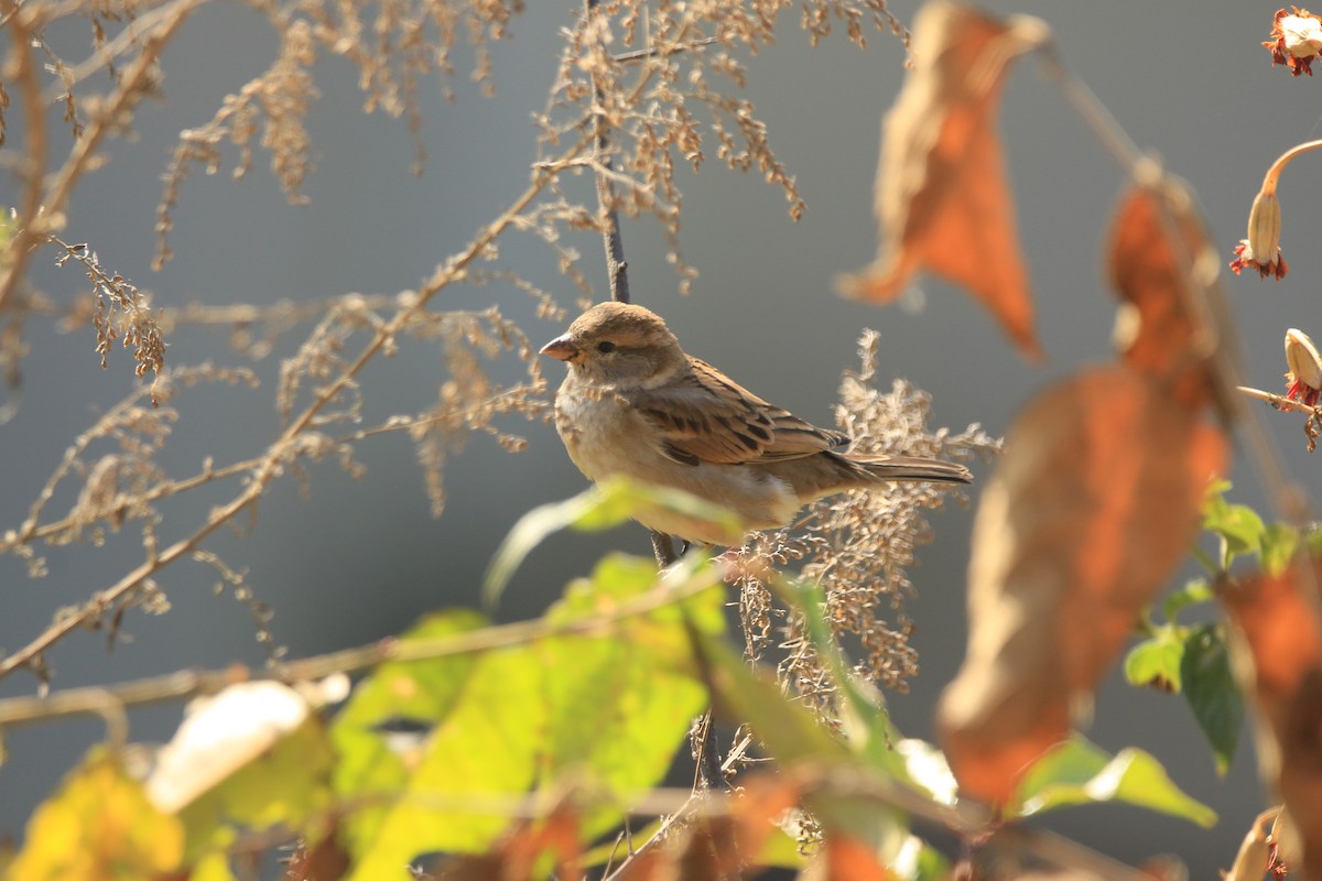 家麻雀 - ML645877490