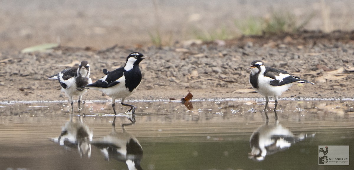 skjærelerke - ML645877491