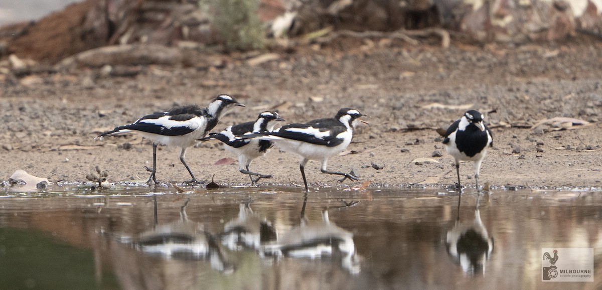 Magpie-lark - ML645877492