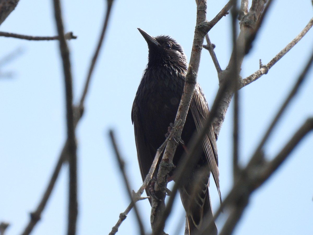 歐洲椋鳥 - ML645877495