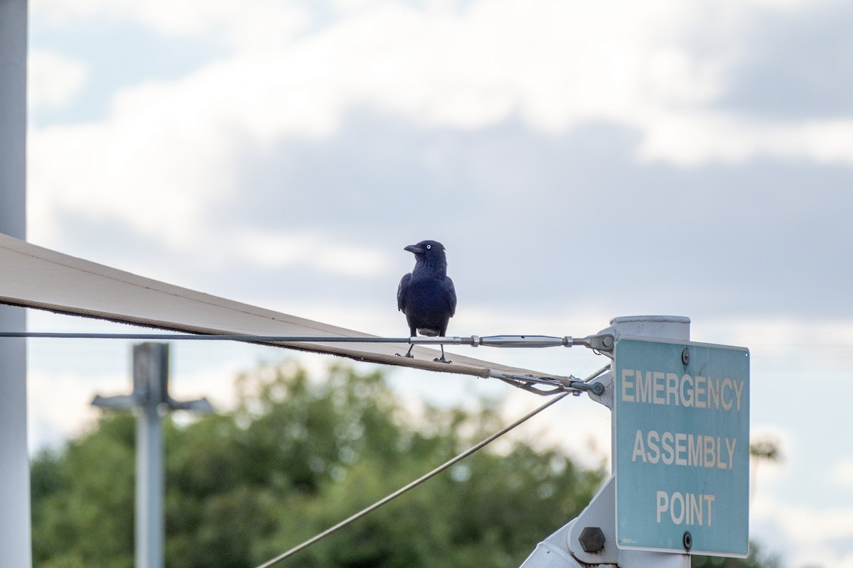 Little Crow - ML645877498