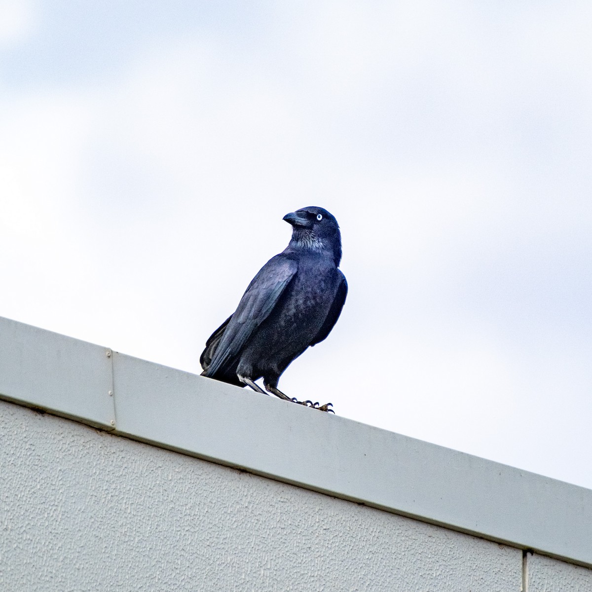 Little Crow - ML645877499