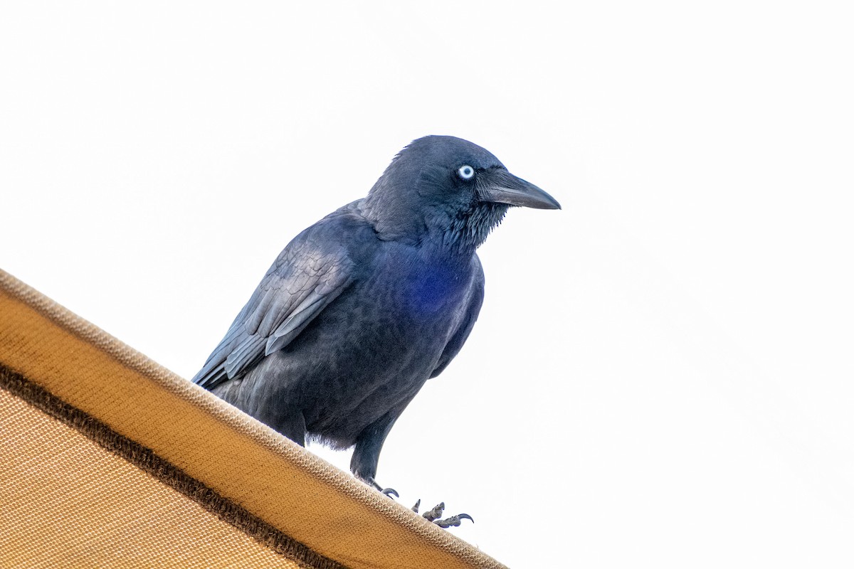 Little Crow - ML645877500