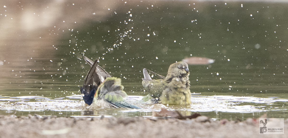 sangparakitt - ML645877501