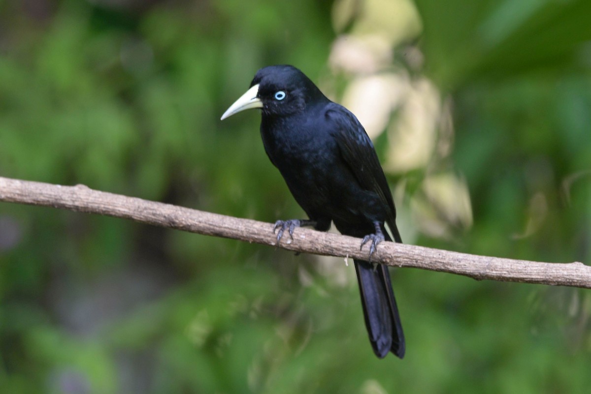 Scarlet-rumped Cacique - ML645877508