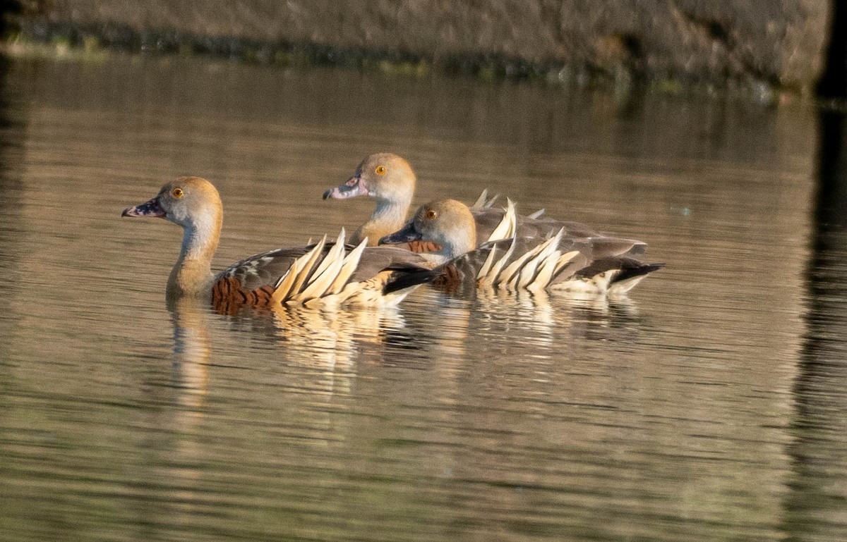 Plumed Whistling-Duck - ML645877522
