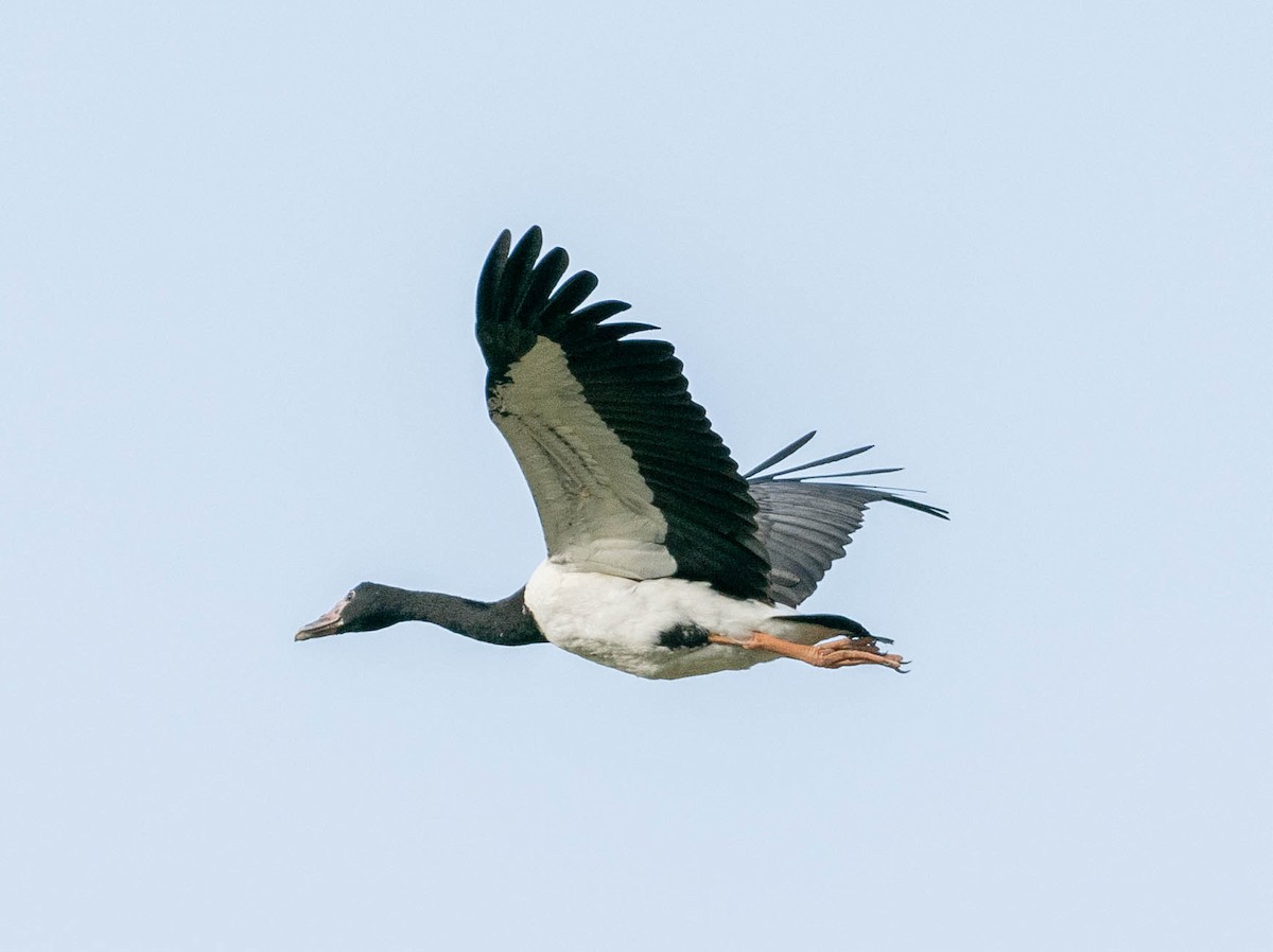 Magpie Goose - ML645877526