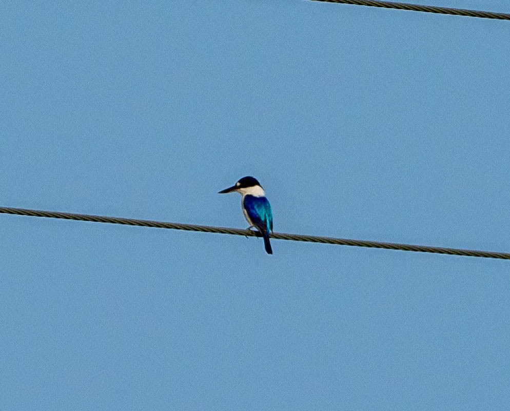 Forest Kingfisher - ML645877530