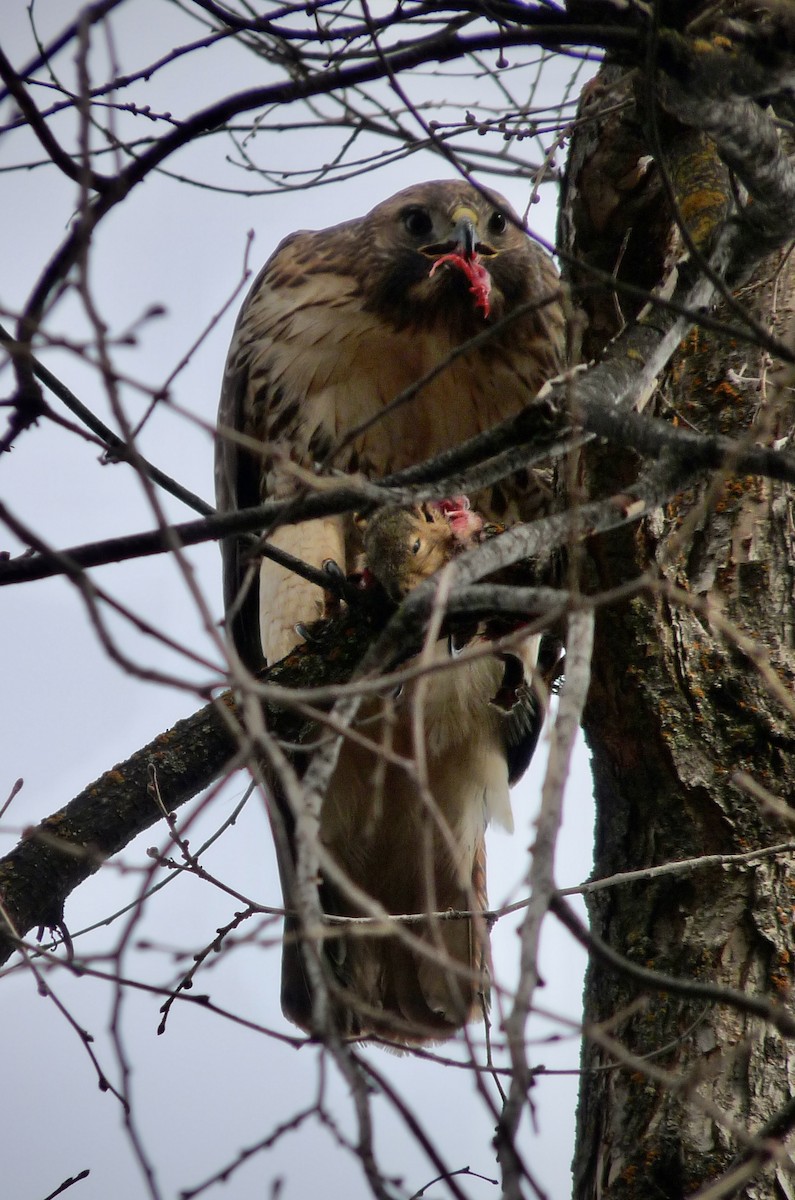 Red-tailed Hawk - ML645877533